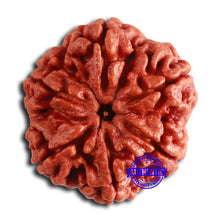 Load image into Gallery viewer, 6 Mukhi Rudraksha from Nepal - Bead No. 461
