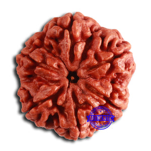 6 Mukhi Rudraksha from Nepal - Bead No. 461