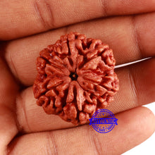 Load image into Gallery viewer, 6 Mukhi Rudraksha from Nepal - Bead No. 461
