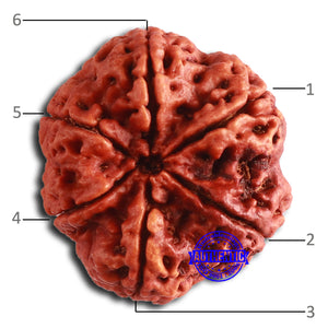 6 Mukhi Rudraksha from Nepal - Bead No. 463