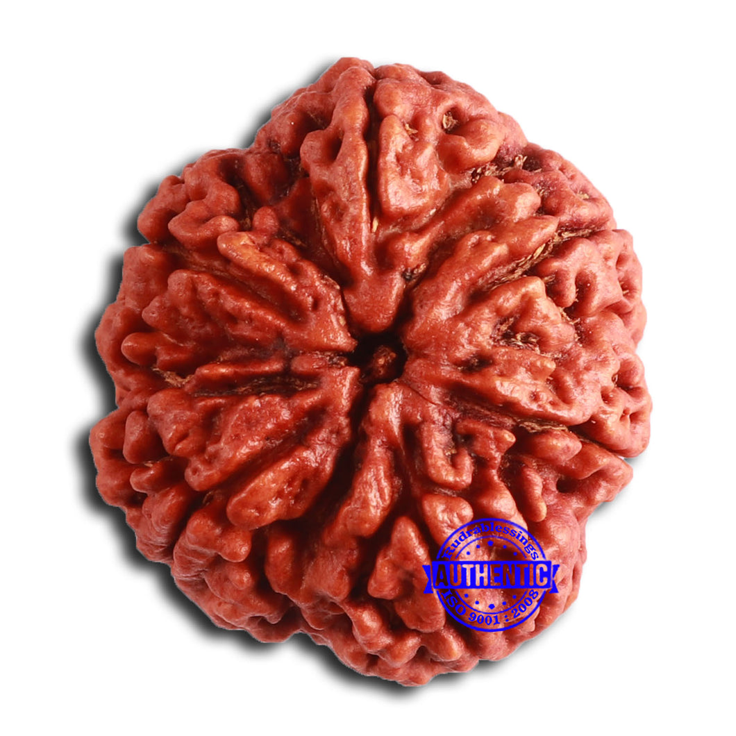 6 Mukhi Rudraksha from Nepal - Bead No. 463