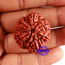 Load image into Gallery viewer, 6 Mukhi Rudraksha from Nepal - Bead No. 463
