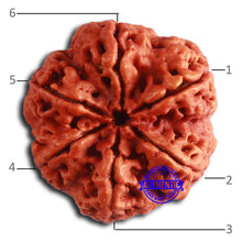 Load image into Gallery viewer, 6 Mukhi Rudraksha from Nepal - Bead No. 466
