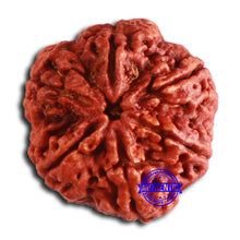 Load image into Gallery viewer, 6 Mukhi Rudraksha from Nepal - Bead No. 466
