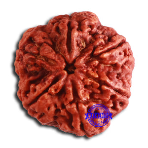 6 Mukhi Rudraksha from Nepal - Bead No. 466