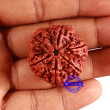 Load image into Gallery viewer, 6 Mukhi Rudraksha from Nepal - Bead No. 466
