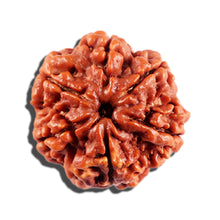 Load image into Gallery viewer, 6 Mukhi Rudraksha from Nepal - Bead No 487
