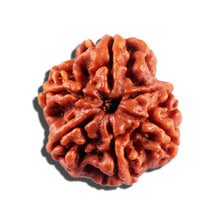 Load image into Gallery viewer, 6 Mukhi Rudraksha from Nepal - Bead No 488
