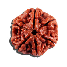 Load image into Gallery viewer, 6 Mukhi Rudraksha from Nepal - Bead No 489
