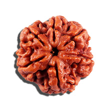 Load image into Gallery viewer, 6 Mukhi Rudraksha from Nepal - Bead No 490
