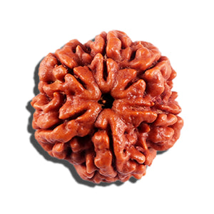 6 Mukhi Rudraksha from Nepal - Bead No 490