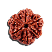 Load image into Gallery viewer, 6 Mukhi Rudraksha from Nepal - Bead No 491
