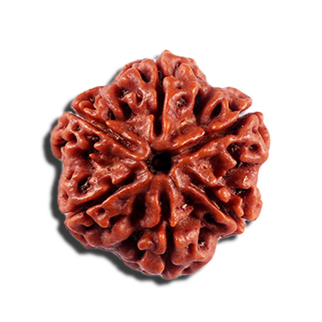 6 Mukhi Rudraksha from Nepal - Bead No 491