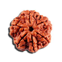 Load image into Gallery viewer, 6 Mukhi Rudraksha from Nepal - Bead No 492
