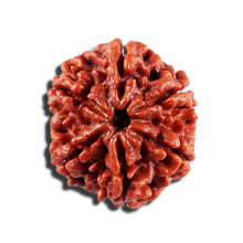 Load image into Gallery viewer, 6 Mukhi Rudraksha from Nepal - Bead No 493
