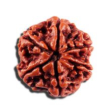 Load image into Gallery viewer, 6 Mukhi Rudraksha from Nepal - Bead No 494
