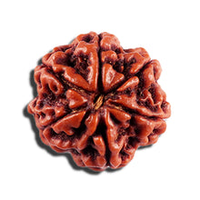 Load image into Gallery viewer, 6 Mukhi Rudraksha from Nepal - Bead No 495
