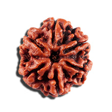 Load image into Gallery viewer, 6 Mukhi Rudraksha from Nepal - Bead No 496
