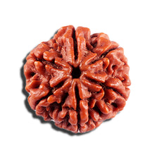 Load image into Gallery viewer, 6 Mukhi Rudraksha from Nepal - Bead No 497
