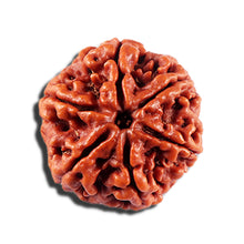 Load image into Gallery viewer, 6 Mukhi Rudraksha from Nepal - Bead No 498
