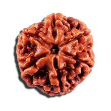 Load image into Gallery viewer, 6 Mukhi Rudraksha from Nepal - Bead No 499
