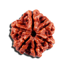 Load image into Gallery viewer, 6 Mukhi Rudraksha from Nepal - Bead No 500
