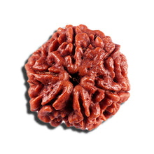 Load image into Gallery viewer, 6 Mukhi Rudraksha from Nepal - Bead No 501
