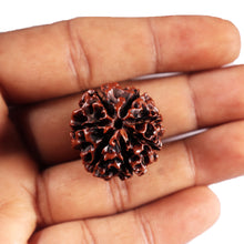 Load image into Gallery viewer, 7 Mukhi Hybrid Rudraksha - Bead No.62
