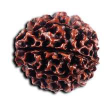 Load image into Gallery viewer, 7 Mukhi Hybrid Rudraksha - Bead No.62
