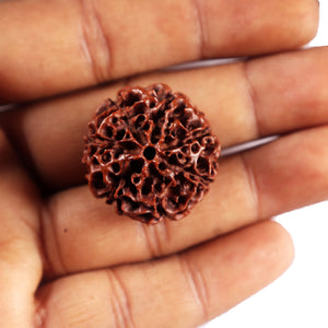 7 Mukhi Hybrid Rudraksha - Bead No.66