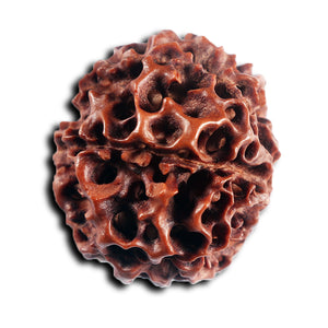 7 Mukhi Hybrid Rudraksha - Bead No.66