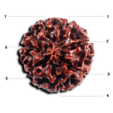 Load image into Gallery viewer, 7 Mukhi Hybrid Rudraksha - Bead No.67
