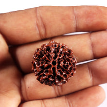 Load image into Gallery viewer, 7 Mukhi Hybrid Rudraksha - Bead No.67
