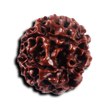 Load image into Gallery viewer, 7 Mukhi Hybrid Rudraksha - Bead No.67
