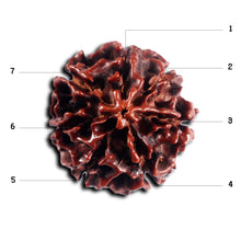 Load image into Gallery viewer, 6 Mukhi Hybrid Rudraksha - Bead No. 68
