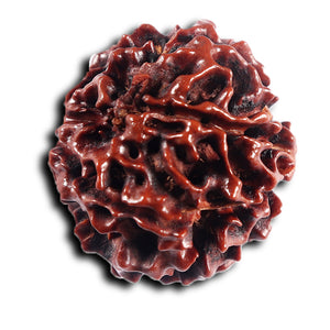 6 Mukhi Hybrid Rudraksha - Bead No. 68