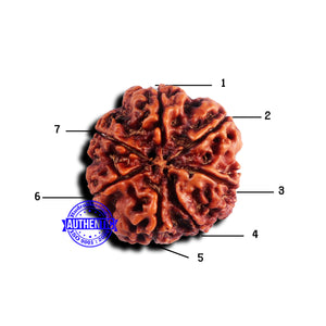 7 Mukhi Nepalese Rudraksha - Bead No 659