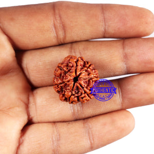 7 Mukhi Nepalese Rudraksha - Bead No 659