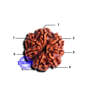 7 Mukhi Nepalese Rudraksha - Bead No 662