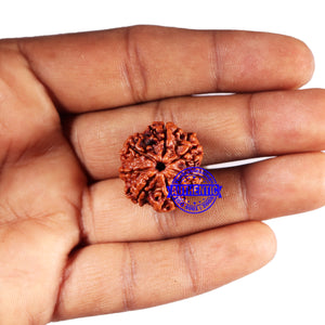 7 Mukhi Nepalese Rudraksha - Bead No 662