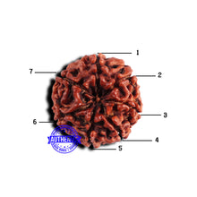 Load image into Gallery viewer, 7 Mukhi Nepalese Rudraksha - Bead No 666
