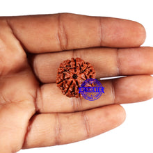 Load image into Gallery viewer, 7 Mukhi Nepalese Rudraksha - Bead No 666
