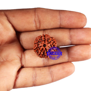 7 Mukhi Nepalese Rudraksha - Bead No 666