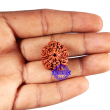 Load image into Gallery viewer, 7 Mukhi Nepalese Rudraksha - Bead No 677
