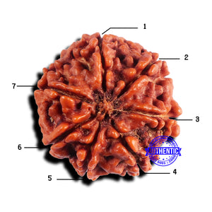 7 Mukhi Nepalese Rudraksha - Bead No 680