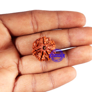 7 Mukhi Nepalese Rudraksha - Bead No 680