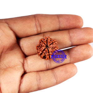 7 Mukhi Nepalese Rudraksha - Bead No 681