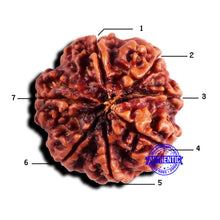 Load image into Gallery viewer, 7 Mukhi Nepalese Rudraksha - Bead No 684
