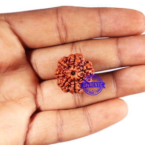 7 Mukhi Nepalese Rudraksha - Bead No 684