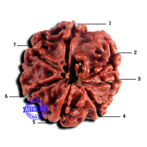 7 Mukhi Nepalese Rudraksha - Bead No 685